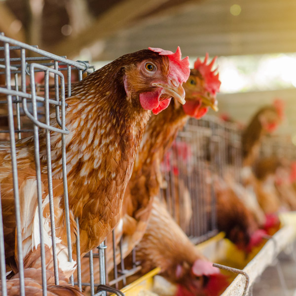Poultry Image